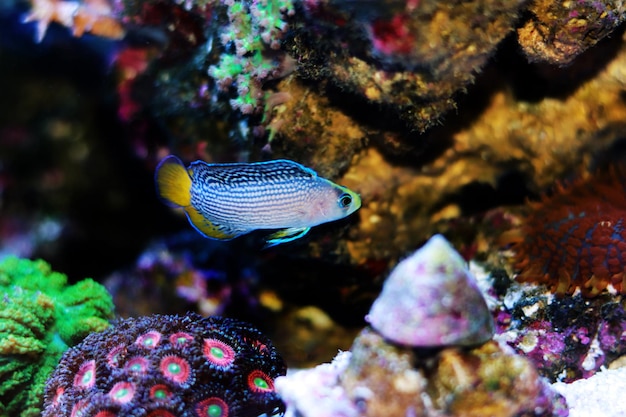 Prächtiger Dottyback - (Manonichthys splendens)