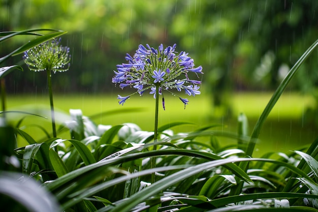 Praecox do agapanthus, flor azul do lírio durante a chuva tropical, fim acima.