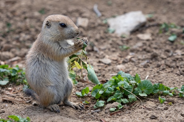 Präriehund auf der Wiese Cynomys ludovicianus