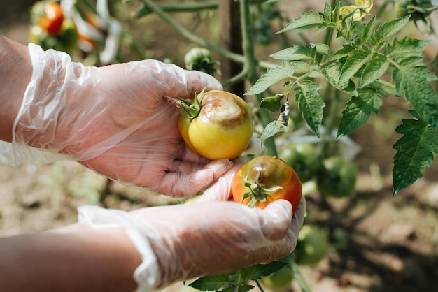 Praga tardia de vegetais doença fúngica tomate podreCloseup de uma mão em uma luva segurando tomates doentes no jardim