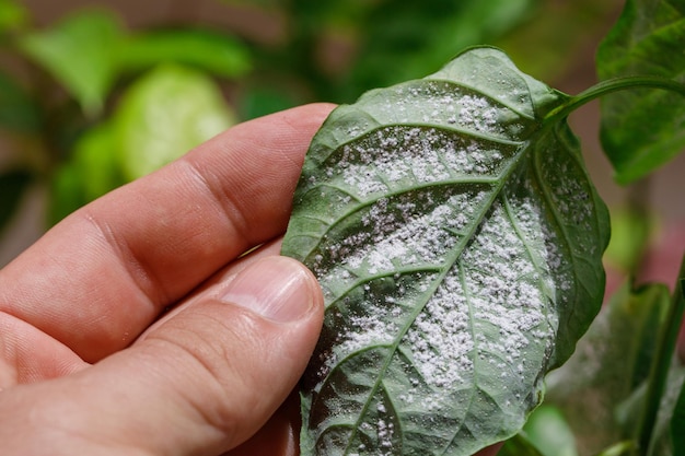 Pragas de insetos pulgões nos brotos e frutos das plantas Ácaro-aranha nas flores Folhas de pimenta atacadas por insetos maliciosos