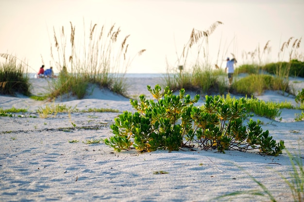 Praia à beira-mar com pequenas dunas de areia e vegetação arbustiva baixa na noite quente de verão