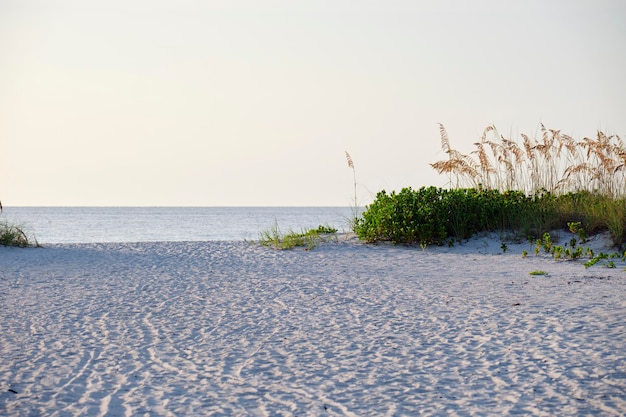 Praia à beira-mar com pequenas dunas de areia e vegetação gramínea na noite quente de verão