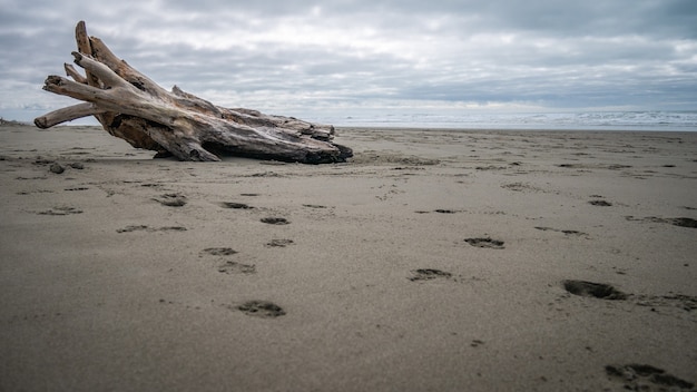 Praia ainda com tronco de árvore deserta durante dia nublado em christchurch nova zelândia