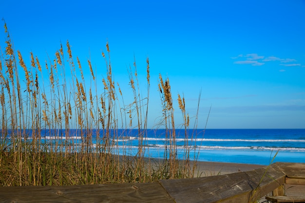 Praia atlântica, em, jacksonville, de, flórida, eua