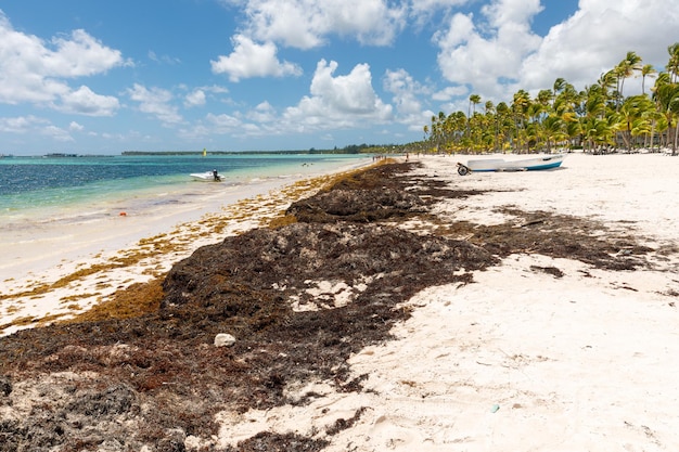 Praia cheia de algas sargassum algas sargassum problema ecológico do caribe