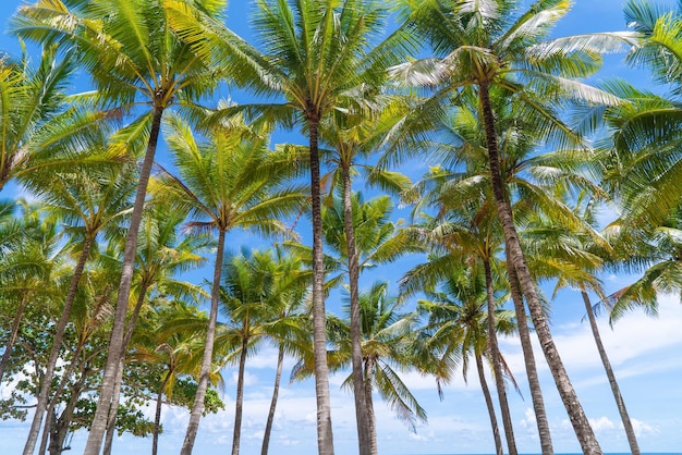 Praia com coqueiros e fundo de céu azul