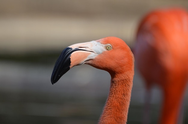 Praia curva preta na face de um flamingo rosa.