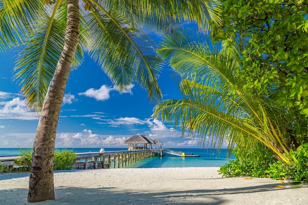 Praia da ilha das Maldivas. Paisagem tropical de cenário de verão, areia branca com palmeiras. Passeio de luxo
