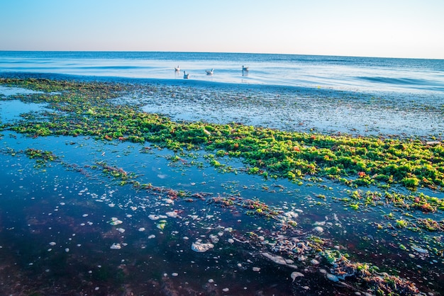 Praia de algas