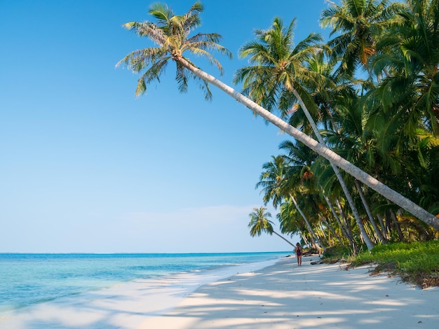 Praia de areia branca com coqueiros turquesa azul água recife de coral tropical destino de viagem praia deserta sem pessoas Ilhas Banyak Sumatra Indonésia