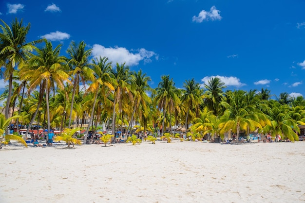 Praia de areia branca com palmeiras de coco Isla Mujeres ilha Mar do Caribe Cancun Yucatan México