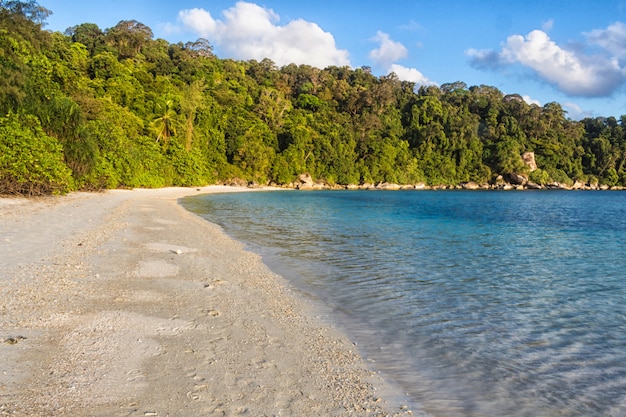 Praia de areia branca com selva