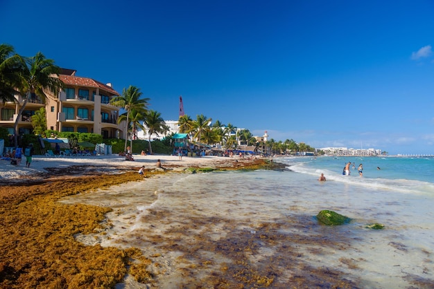 Praia de areia com algas em um dia ensolarado com hotéis em Playa del Carmen México