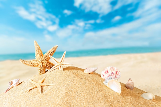 Praia de areia com estrelas do mar e conchas no fundo do mar