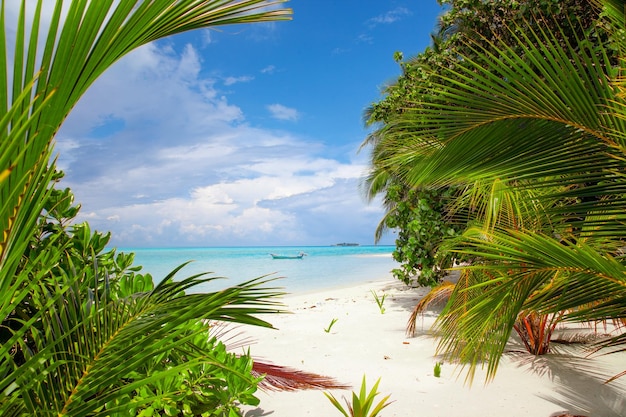 Praia de areia das Ilhas Maldivas e vista de folhagem de palmeira verde