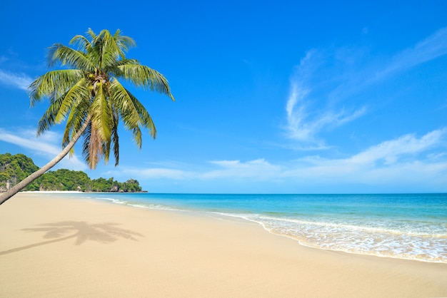 Praia de areia de verão com coqueiro em um dia claro.