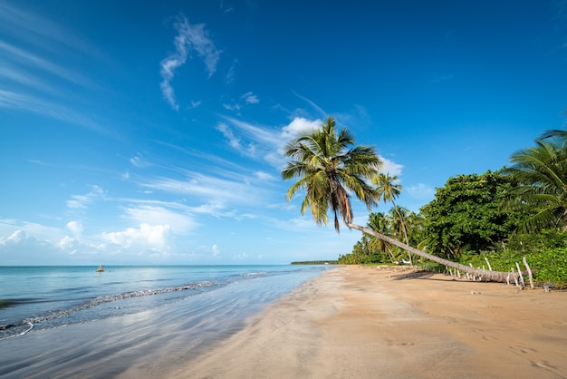 Praia de japaratinga maragogi alagoas brasil coqueiros na bela e tranquila praia