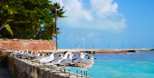 Foto praia de key west florida clearence s higgs