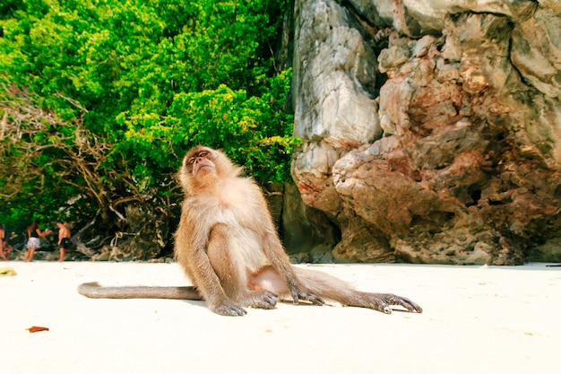 Praia de macaco, Ilhas Phi Phi, Tailândia