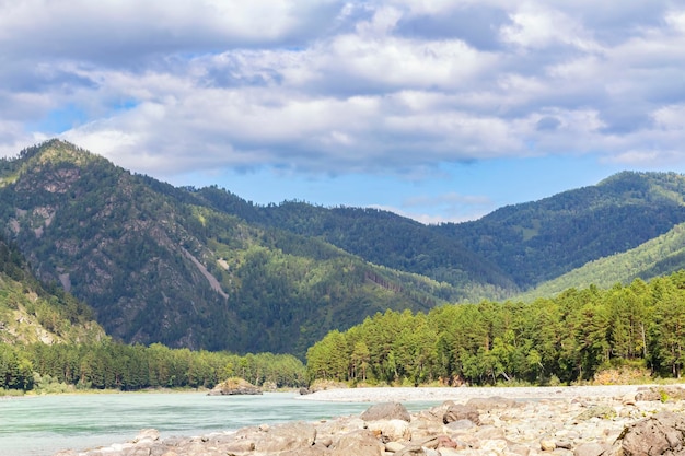 Praia de seixos brilhantemente iluminada, montanha verde, rio katun, floresta altai, e céu azul nublado