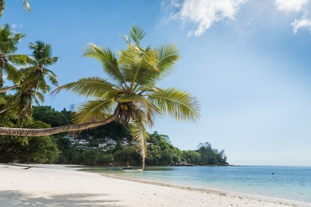 Praia de Seychelles com coqueiro