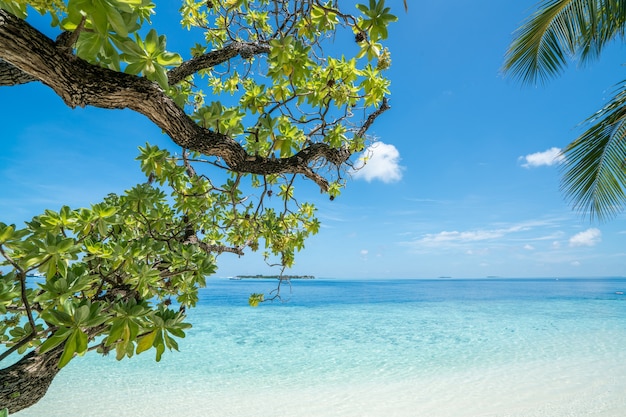 Praia de verão tropical com árvores em primeiro plano