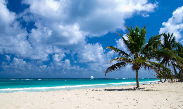 Praia do Caribe e palmeira .Paradise. Conceito de férias e turismo.