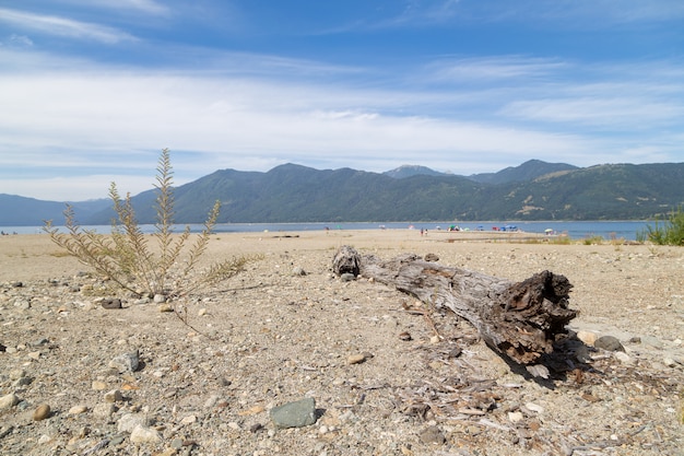 Foto praia do lago com uma árvore caída