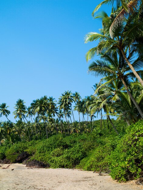 Praia do oceano com ilha e palmeiras