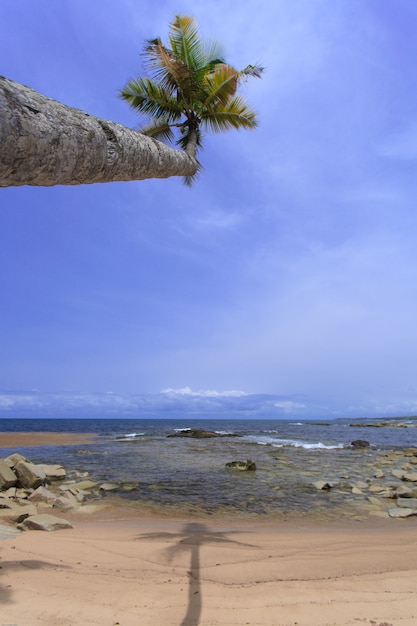 Foto praia e céu azul com coqueiro em gana