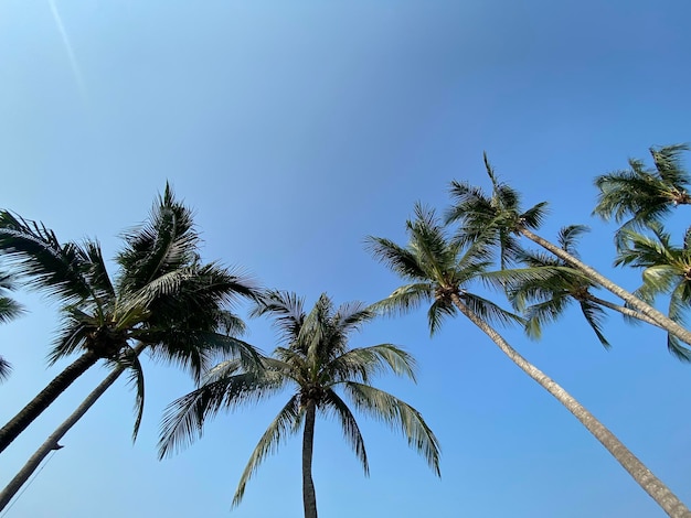 Praia e mar Férias e férias bela praia tropical com palmeiras Nuvens brancas com céu azul xA