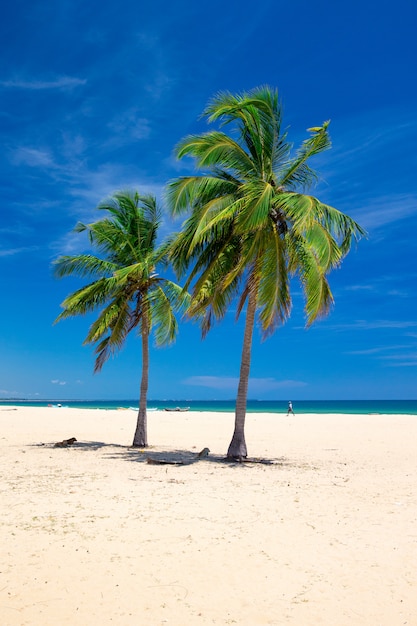 Praia e mar tropical com palmeiras