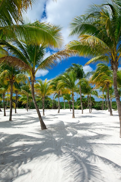 Praia e mar tropical