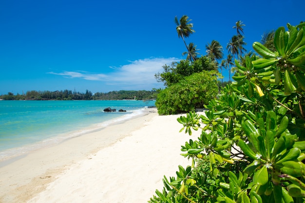 Praia e mar tropical