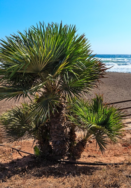 Praia e palmeira do verão do mar Mediterrâneo na frente (baía de Portman, Costa Blanca, Espanha).