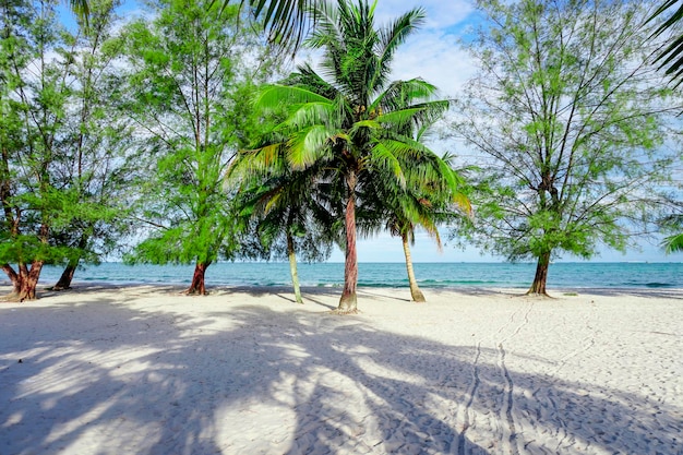 Praia em Sihanoukville Palmeiras e mar azul