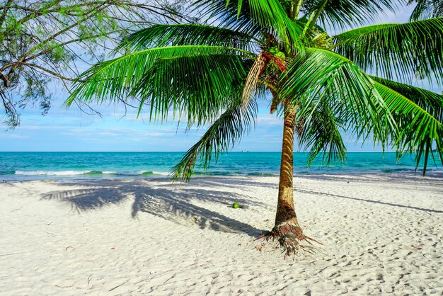 Praia em Sihanoukville Palmeiras e mar azul