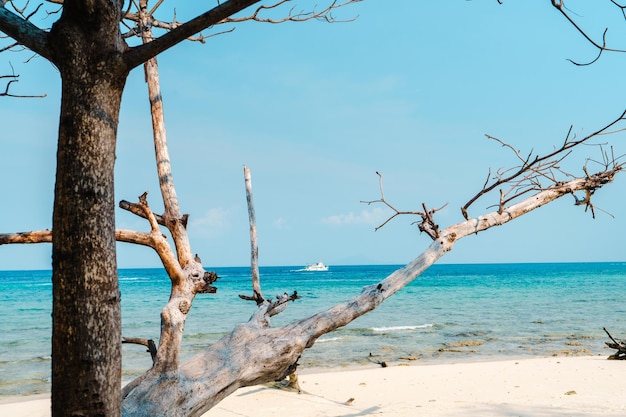 Praia em uma ilha tropical à tarde