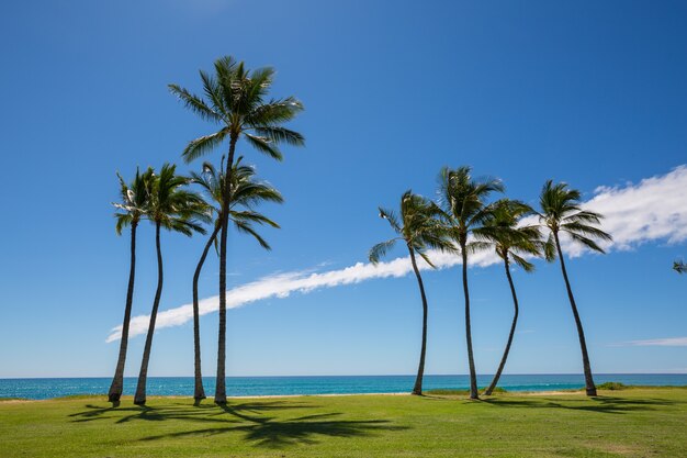 Praia havaiana incrível