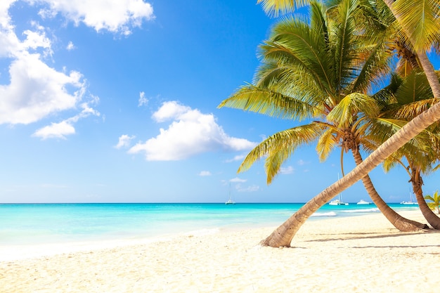 praia paradisíaca tropical ensolarada com areia branca e palmeiras