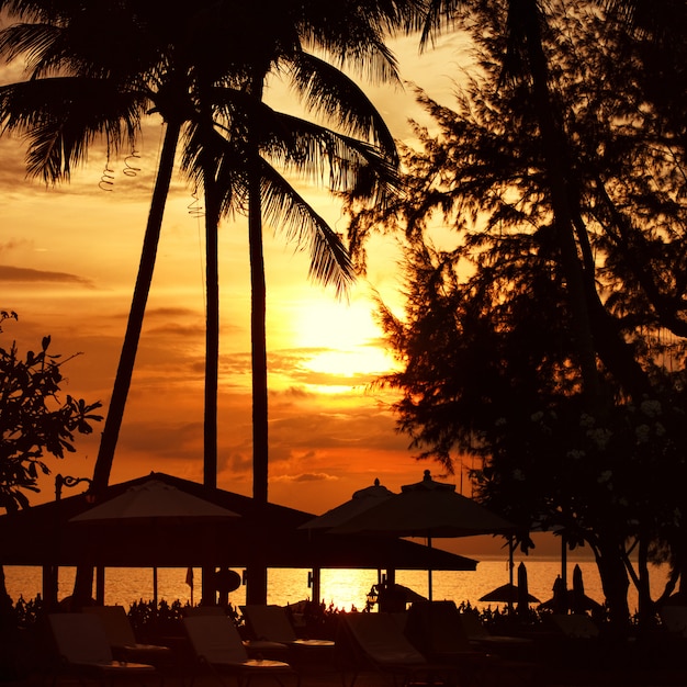 Praia pôr do sol na linha da costa, palmeira