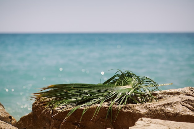 Praia rochosa com fundo de férias em folha de palmeira