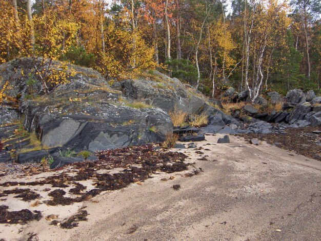 Praia rochosa com rochas e árvores de outono White Sea Belomorsk