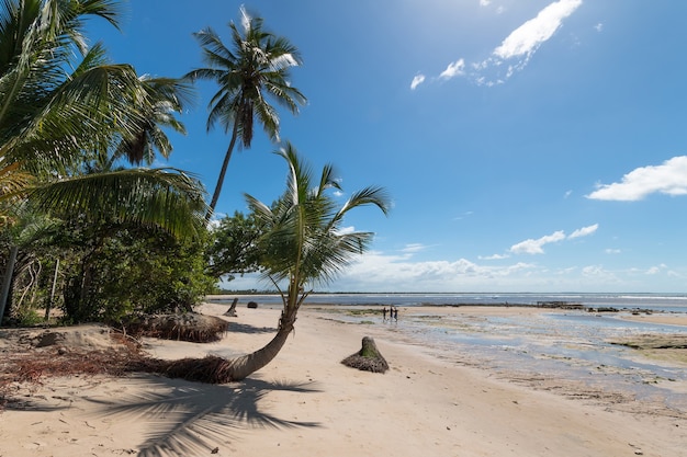 Praia tropical com coqueiros inclinados na Ilha de Boipeba, Bahia, Brasil.