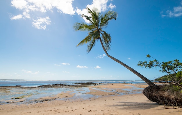 Praia tropical com coqueiros na ilha de Boipeba na Bahia, Brasil.