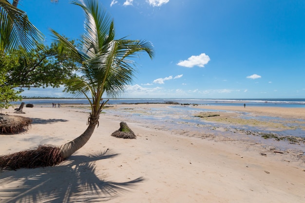 Praia tropical com coqueiros na ilha de Boipeba na Bahia, Brasil.
