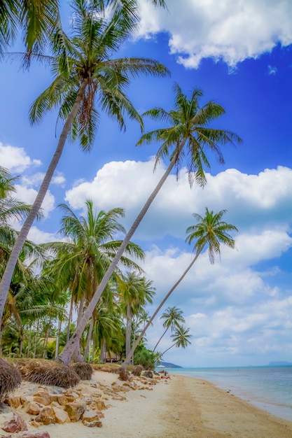 Praia tropical com coqueiros que se projetam para o mar, Koh Samui, Tailândia