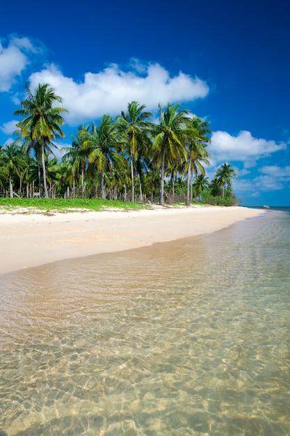 Praia tropical com palmeiras e lagoa azul