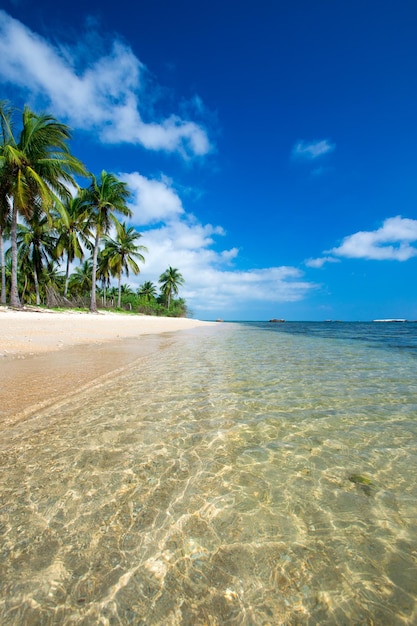 Praia tropical com palmeiras e lagoa azul